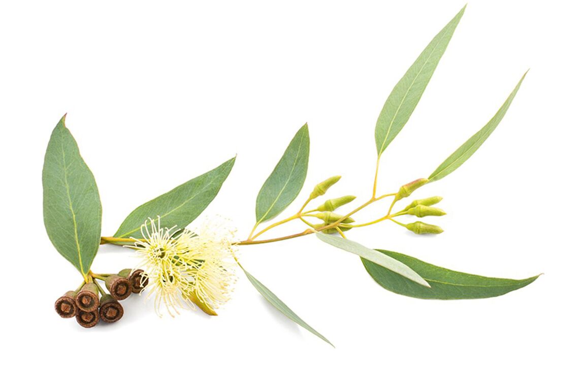 Olio di eucalipto in Hondrolife